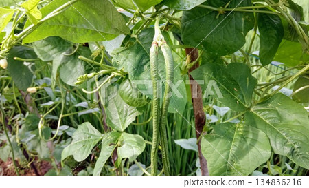 Pair of Fresh Long Green Beans Hanging from Plant Stem 134836216