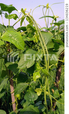 Fresh Green Yardlong Beans Growing on Vine in Organic Vegetable Garden 134836219