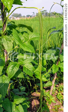 Long Green Beans Vining in Agricultural Field with Rice Paddy Background 134836220