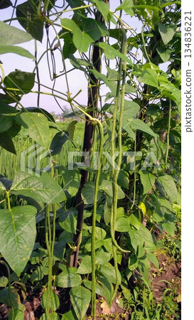Sustainable Agriculture Long Green Beans Growing on Wooden Trellis 134836221
