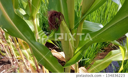 Close-up of Young Green Corn Cob with Silk Growing in Field Close-up of Young Green Corn Cob with Silk Growing in Field 134836223