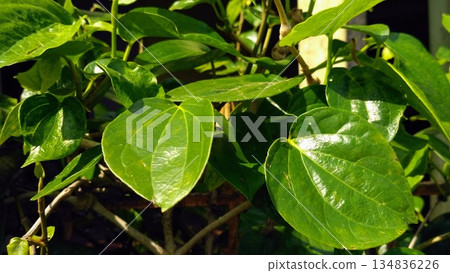 Fresh Green Betel Leaf Background Piper Betle Vine for Herbal Medicine Concept Fresh Green Betel Leaf Background Piper Betle Vine for Herbal Medicine Concept 134836226