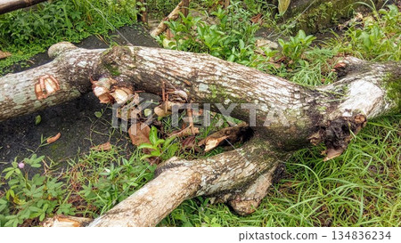 Fallen Tree Trunk in Green Natural Area Fallen Tree Trunk in Green Natural Area 134836234