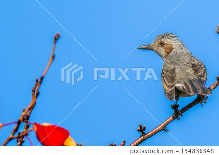 鵯棲息在樹枝上，複製空間 134836348