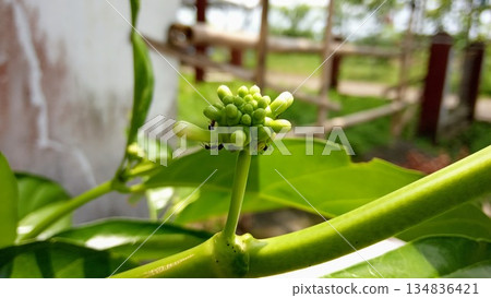 Green Indian Mulberry Fruit Developing on Stem with Ants Symbiosis 134836421