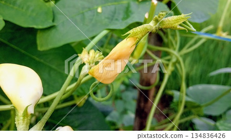 Macro of Yellowing Long Bean Flower Petals and Developing Pod Bud Macro of Yellowing Long Bean Flower Petals and Developing Pod Bud 134836426