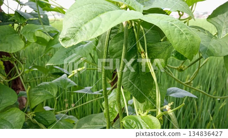 Fresh Green Long Beans Hanging from Vine in Agricultural Plantation 134836427