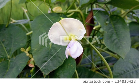 Side Profile of White Yardlong Bean Flower Blossom in Green Garden 134836428