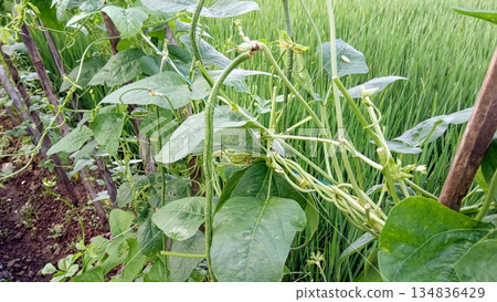 Long Bean Plantation with Young Green Pods and Vines Growing on Wooden Supports Long Bean Plantation with Young Green Pods and Vines Growing on Wooden Supports 134836429