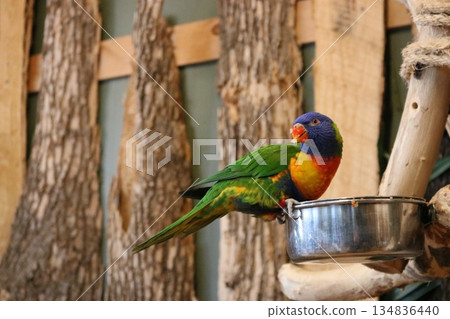 Colorful parakeet perched on a food dish - stock photo 134836440