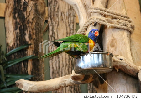 Colorful parakeet perched on a food dish - stock photo Colorful parakeet perched on a food dish - stock photo 134836472