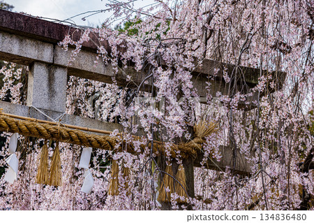Spring in Kyoto: Cherry blossoms at Oishi Shrine Spring in Kyoto: Cherry blossoms at Oishi Shrine 134836480