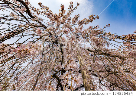 京都之春:大石神社的櫻花盛開 京都之春:大石神社的櫻花盛開 134836484