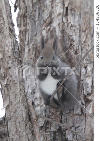 Hokkaido squirrel in its winter fur eating chestnuts that had been buried for winter. Hokkaido squirrel in its winter fur eating chestnuts that had been buried for winter. 134836526
