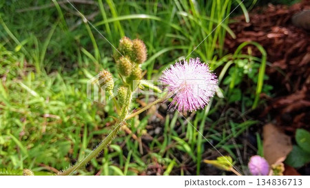 Mimosa Pudica Sensitive Plant with Pink Powderpuff Flowers and Thorny Green Leaves Mimosa Pudica Sensitive Plant with Pink Powderpuff Flowers and Thorny Green Leaves 134836713