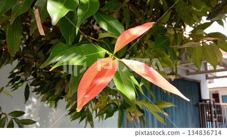 Red and Green Syzygium Myrtifolium Leaves in Outdoor Garden Red and Green Syzygium Myrtifolium Leaves in Outdoor Garden 134836714