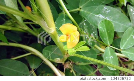Close Up of Yellow Peanut Flower Blossom on Green Plant Stem in Agricultural Field 134836723