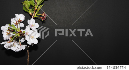 櫻花_黑色背景 134836754