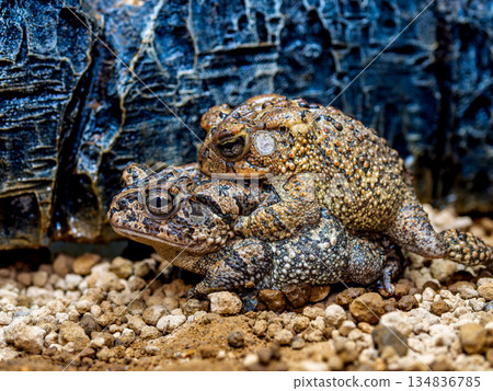 Namb蟾蜍 134836785