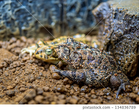 Namb蟾蜍 134836789