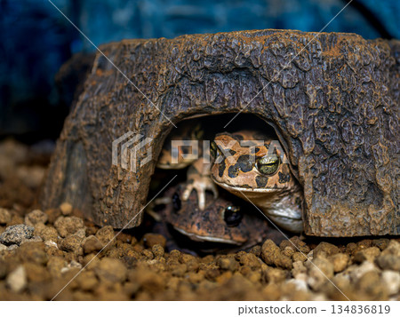 埃及綠蟾蜍 134836819