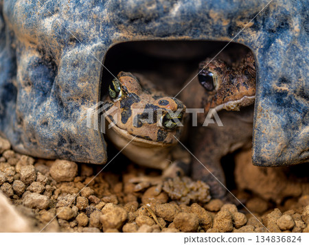 egyptian green toad egyptian green toad 134836824