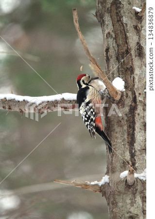 白背啄木鳥、大斑啄木鳥、大斑啄木鳥、大斑啄木鳥、北海道野鳥 白背啄木鳥、大斑啄木鳥、大斑啄木鳥、大斑啄木鳥、北海道野鳥 134836879