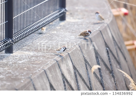 A flock of sparrows on the concrete 134836992