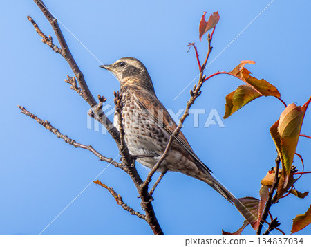 Thrush stuck in a branch Thrush stuck in a branch 134837034