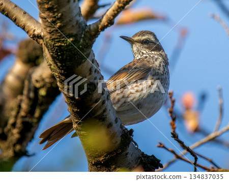 Thrush stuck in a branch Thrush stuck in a branch 134837035