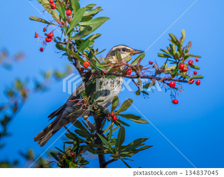 Thrush stuck in a branch 134837045