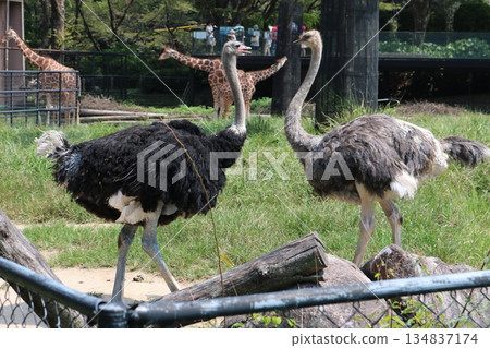 Landscape photo of an ostrich and a giraffe facing each other at the zoo 134837174