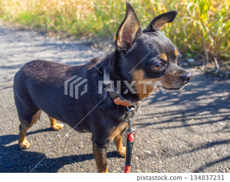 Dog while taking a walk Dog while taking a walk 134837231