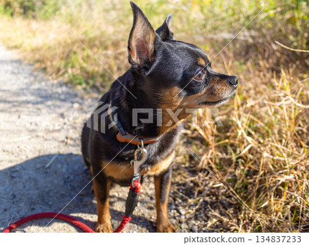 Dog while taking a walk Dog while taking a walk 134837233