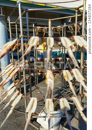 Dried Japanese flying squid while rotating Dried Japanese flying squid while rotating 134837264