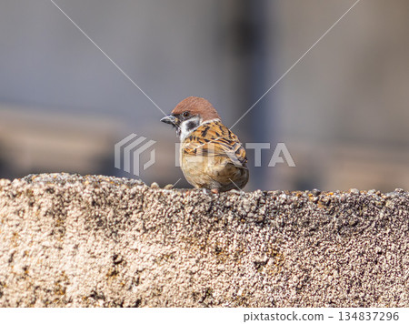 Sparrow that fits in the fence 134837296