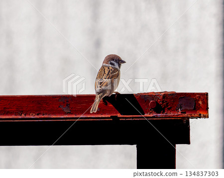 適合圍欄的麻雀 134837303