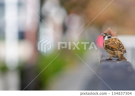 麻雀棲息在柵欄上，複製空間 134837304