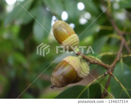 Acorn Acorn 134837314