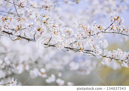 Somei Yoshino cherry blossoms in full bloom 134837343