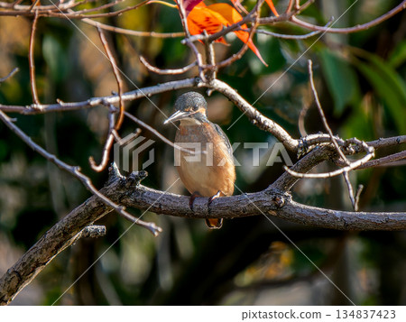 Kingfisher perching on a branch 134837423