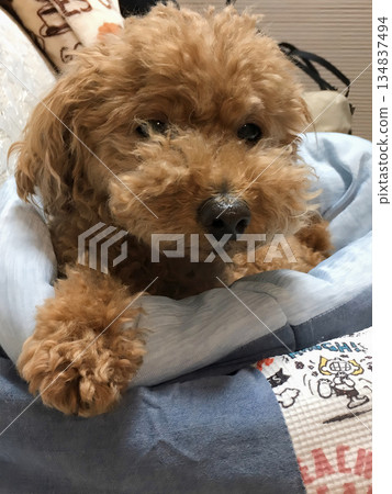 Toy poodle peeking out from under a blanket Toy poodle peeking out from under a blanket 134837494