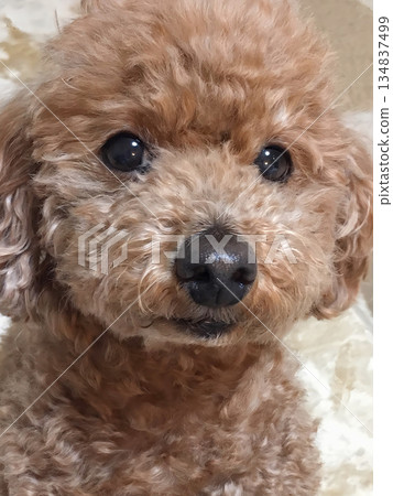 Front close-up of a toy poodle Front close-up of a toy poodle 134837499