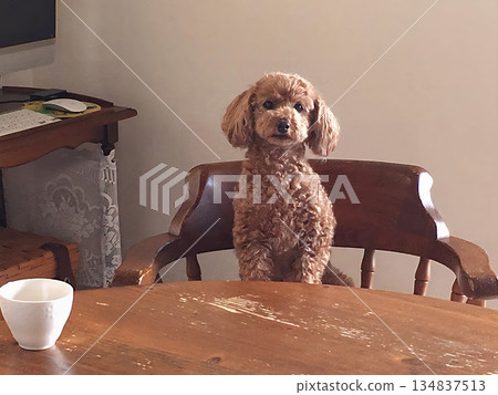 A toy poodle sitting on a chair waiting for food A toy poodle sitting on a chair waiting for food 134837513