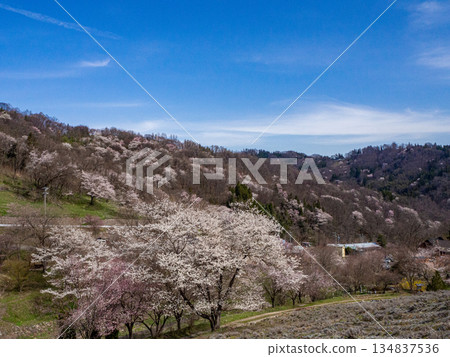 Somei Yoshino wild cherry blossoms blooming on the hills of Nagano Prefecture Somei Yoshino wild cherry blossoms blooming on the hills of Nagano Prefecture 134837536