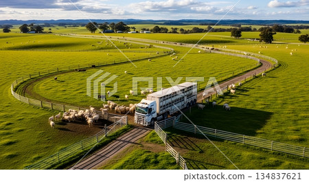 Aerial View Of A Livestock Truck Transporting Sheep On A Winding Road Across Green Fields 134837621