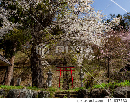 Torii gate and full-bloomed Somei Yoshino cherry blossoms in Hakuba Village, Nagano Prefecture 134837780
