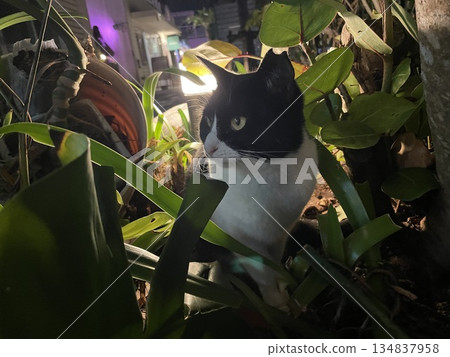 一張絕妙的黑白貓咪夜間站在植物叢中的照片 一張絕妙的黑白貓咪夜間站在植物叢中的照片 134837958