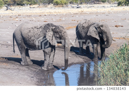 African Elephants drinking from a waterhole 134838143