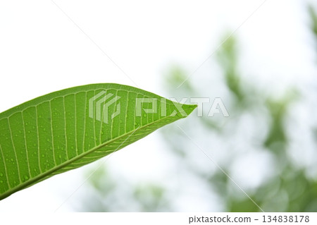 beautiful green leaf texture in springtime, water drop on frangipani leaves beautiful green leaf texture in springtime, water drop on frangipani leaves 134838178